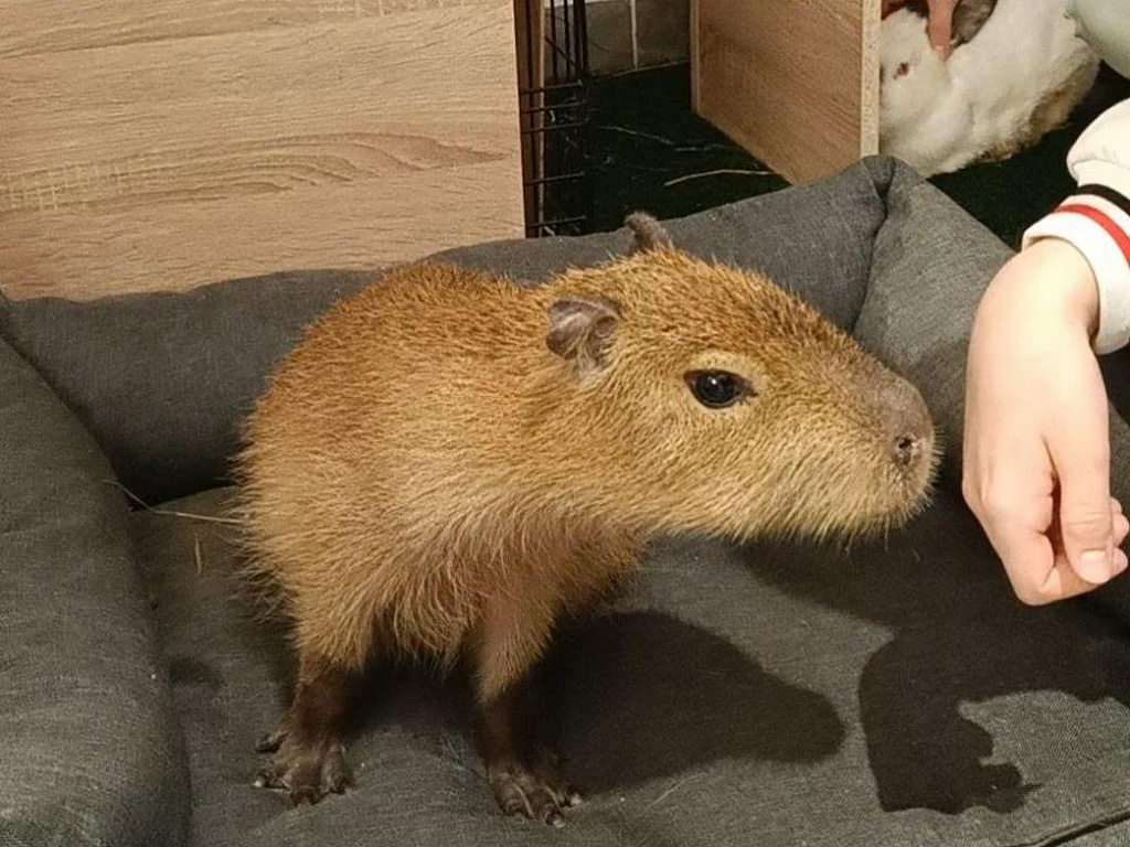 Бар Капибар. Изображение 6