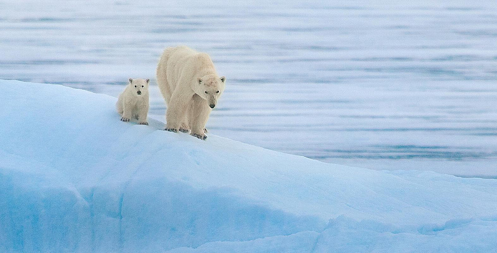 Фестиваль "Первозданная Россия". Изображение 4