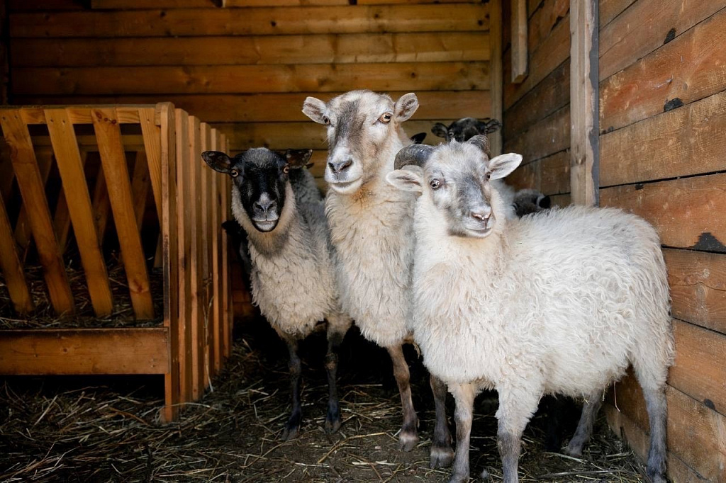 ЦЫПАрк. Изображение 9