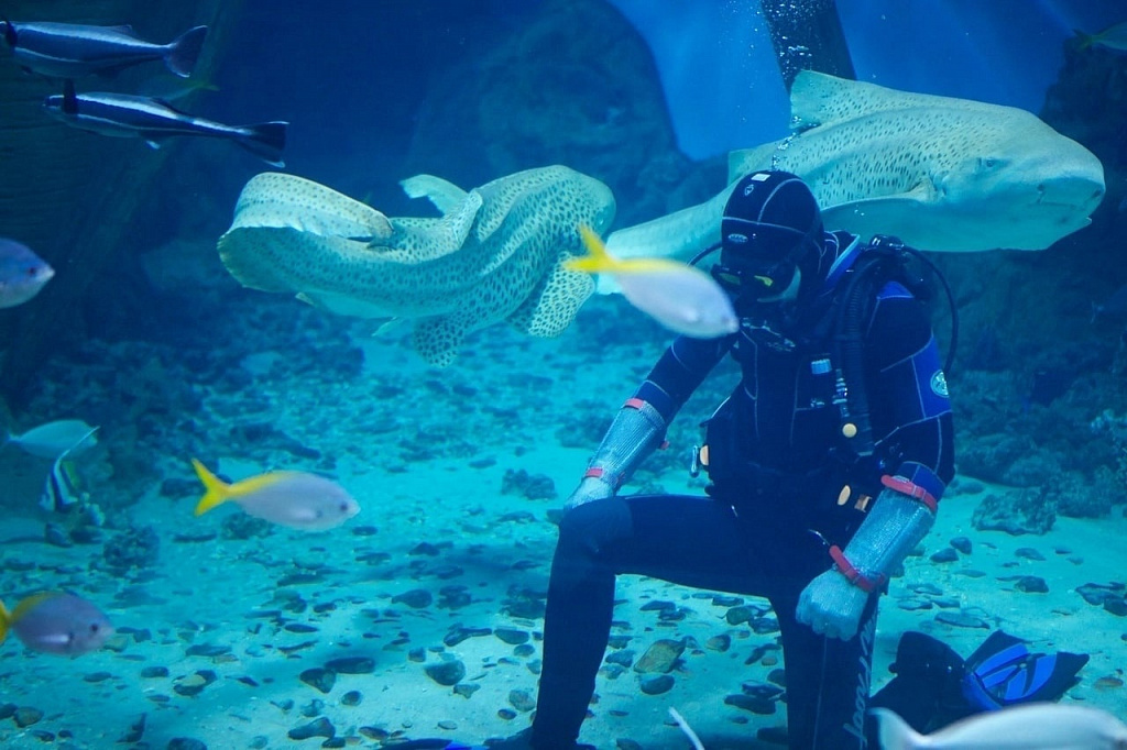 Океанариум в ТРЦ "РИО". Изображение 6