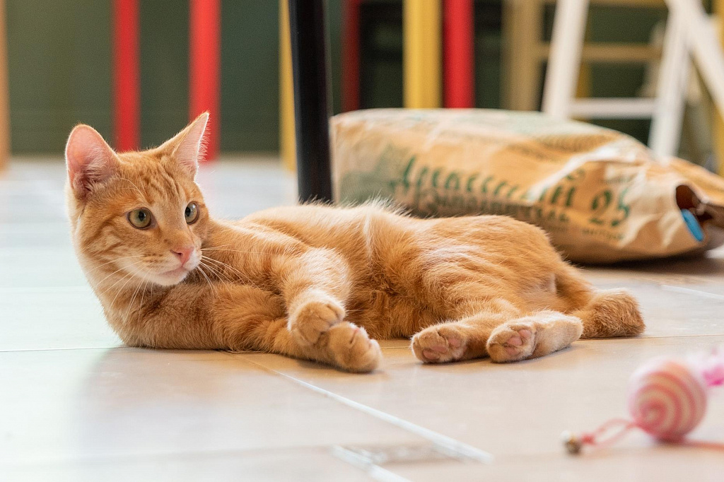 Котокафе "Котеешная №1". Изображение 8