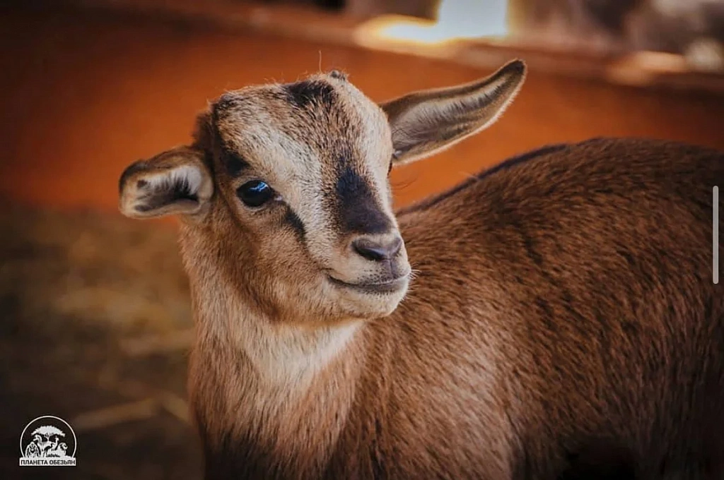 Планета обезьян. Изображение 10