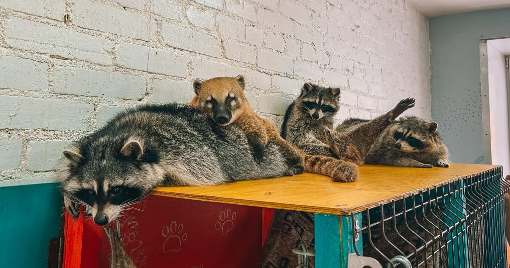 Антикафе "Енот-банда" на Семеновской. Изображение 2