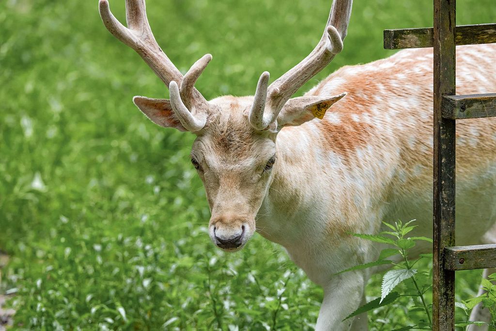 Экоцентр «Дом Лани». Изображение 8