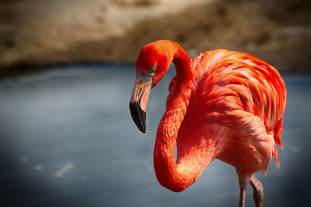 Московский Зоопарк. Изображение 2