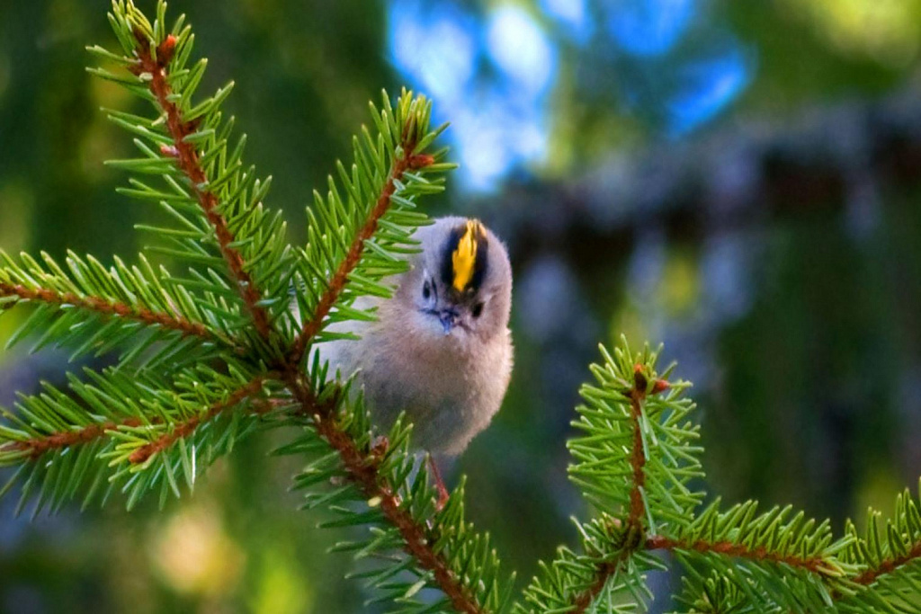 Квест Птичий переполох, или в поисках Феникса. Изображение 1