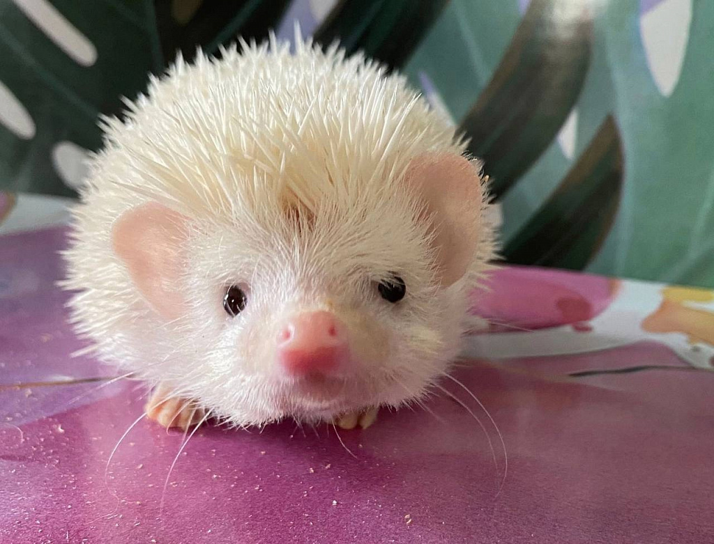 Зоофест 2025. Изображение 4