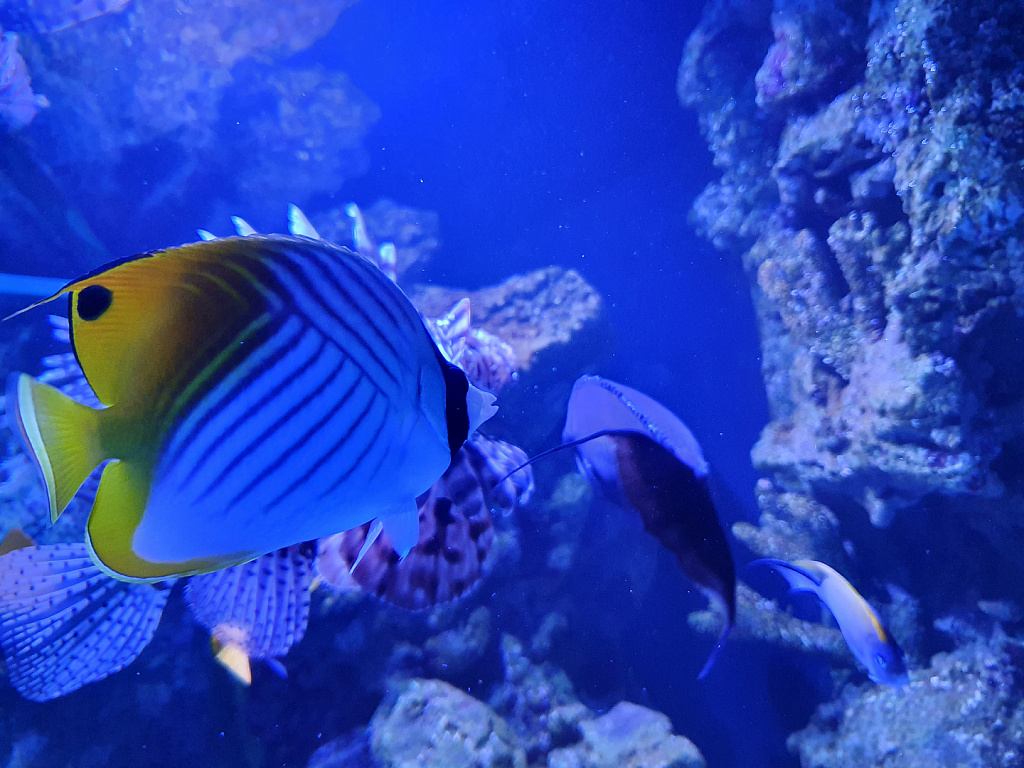 Океанариум в ТРЦ "РИО". Изображение 1