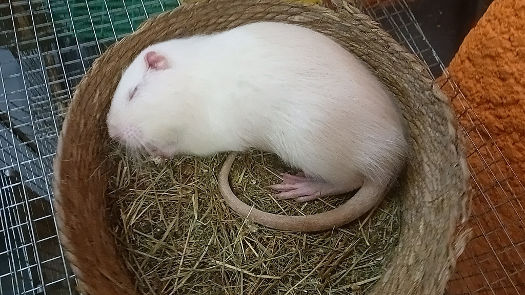 Бар Капибар. Изображение 9