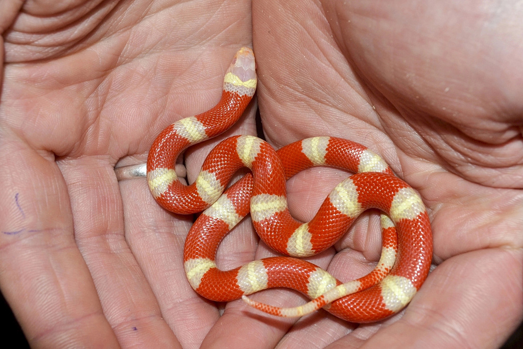 Зоофест 2025. Изображение 6