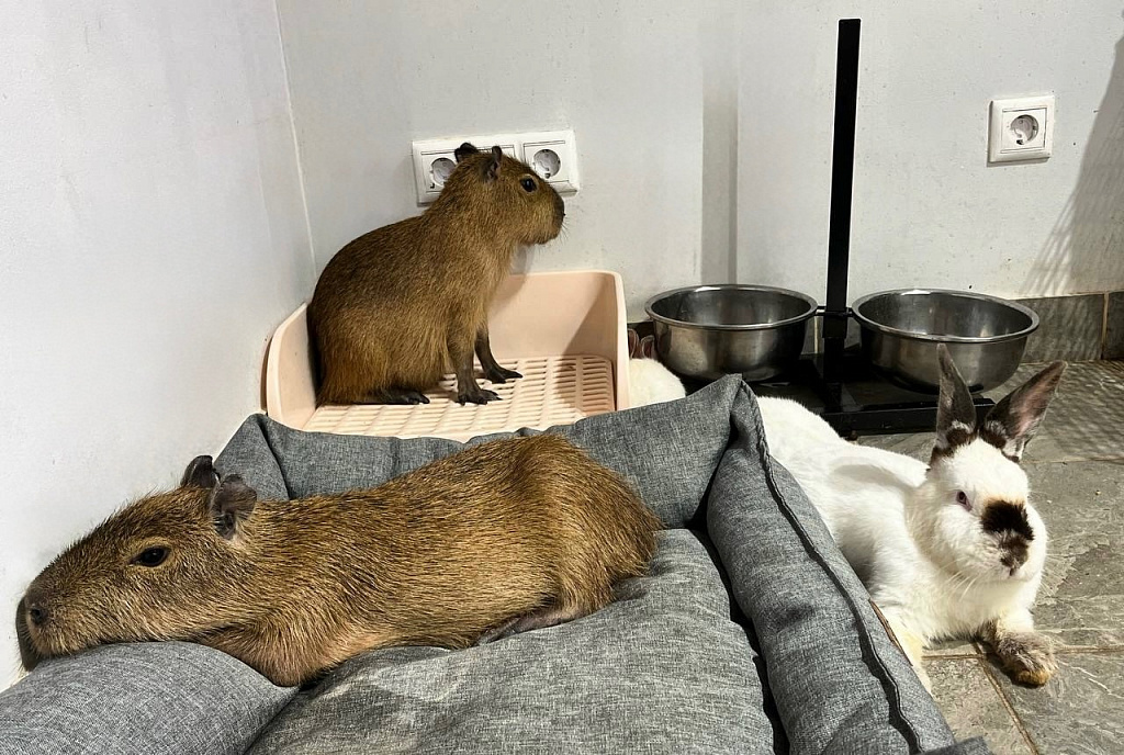 Бар Капибар. Изображение 8