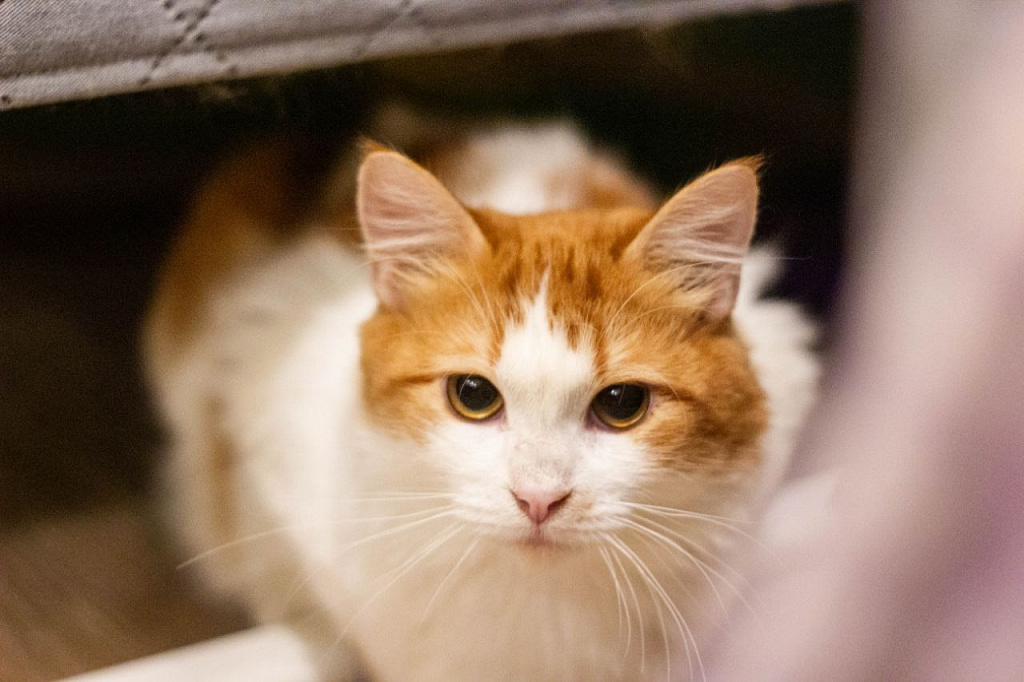 "Котофейня" на Курской. Изображение 11