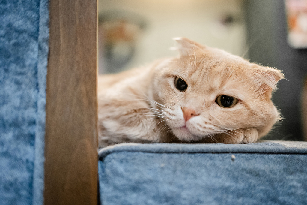 Котокафе "Котики и люди". Изображение 11