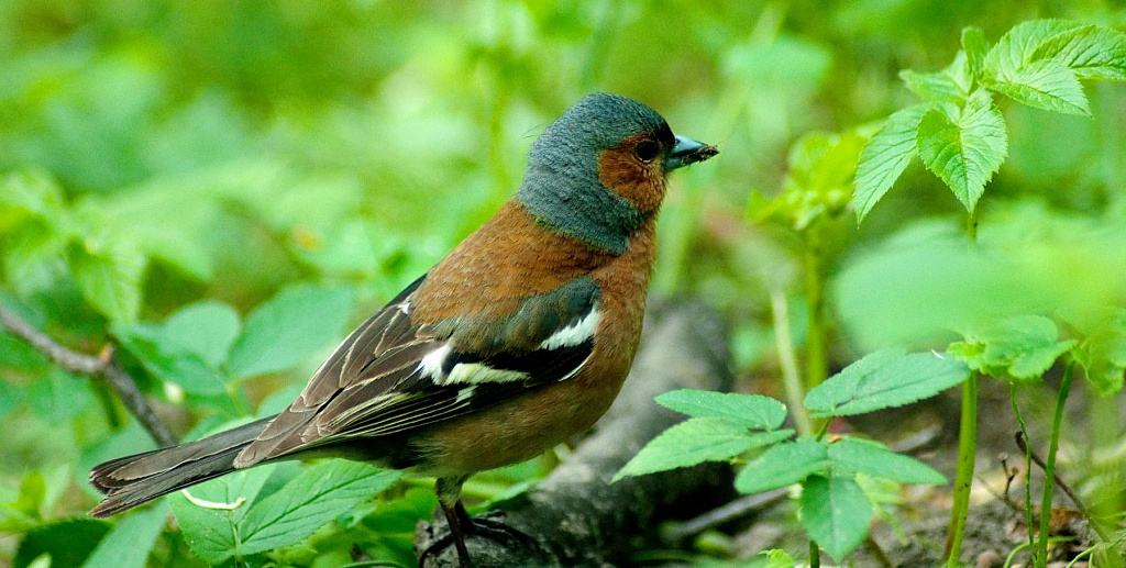 Квест Птичий переполох, или в поисках Феникса. Изображение 4
