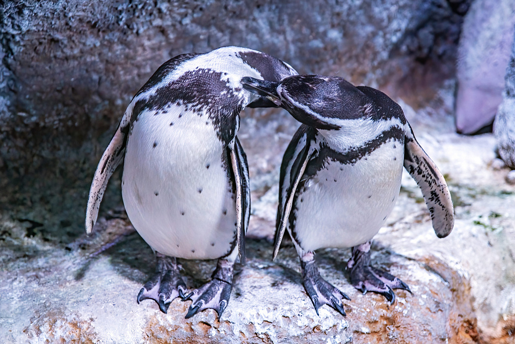 Крокус Сити Океанариум. Изображение 8