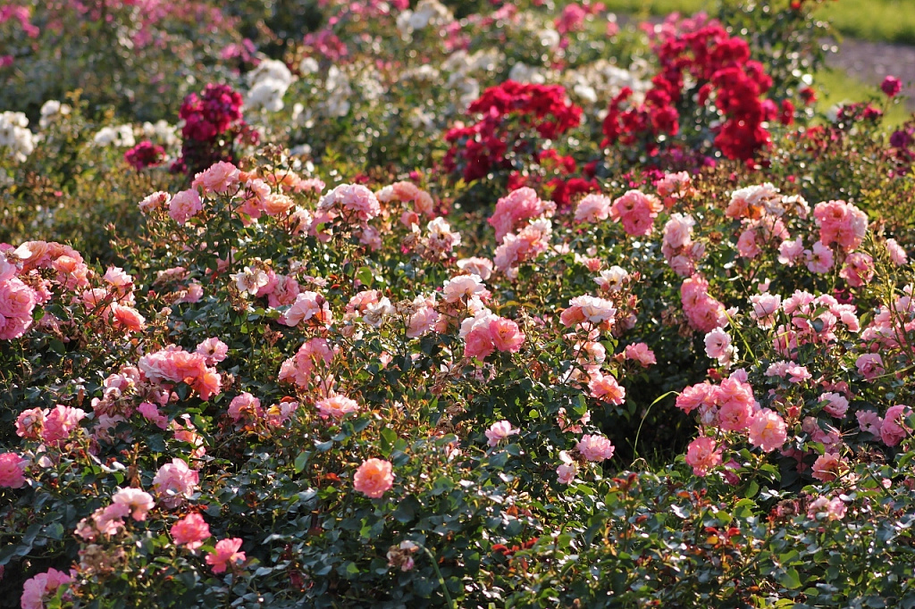 Главный ботанический сад имени Н. В. Цицина РАН. Изображение 2