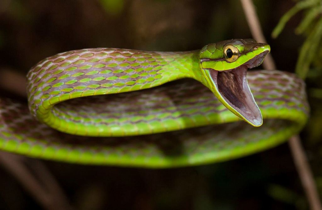 Антикафе с экзотариумом "Жучки-паучки". Изображение 2