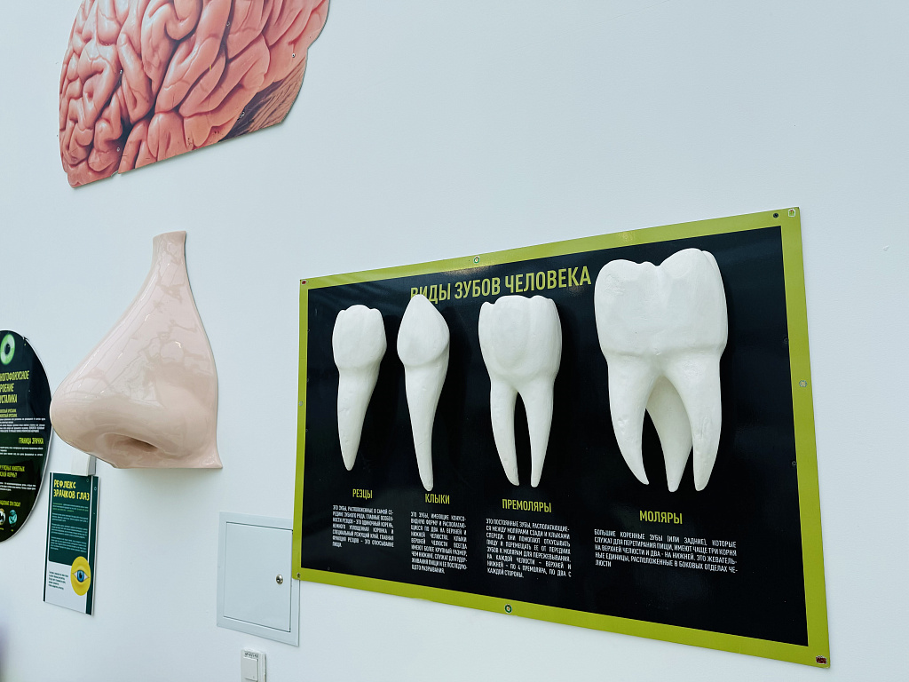 Анатомикум. Изображение 8