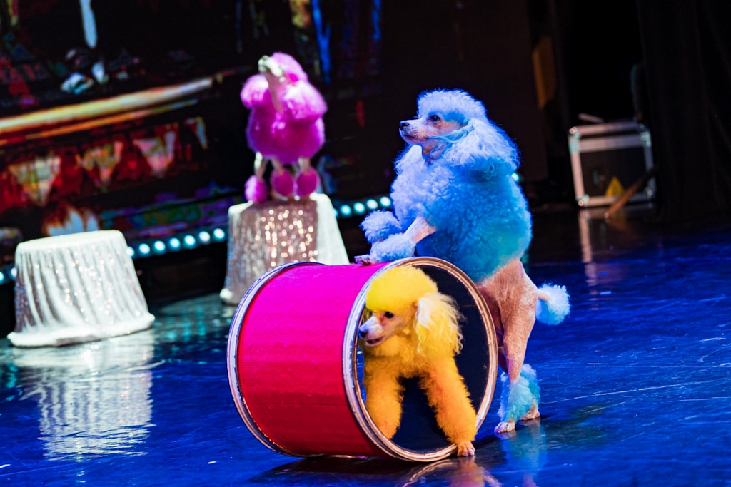 Шоу зверей. Изображение 1