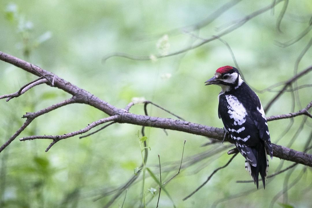 Квест Птичий переполох, или в поисках Феникса. Изображение 3