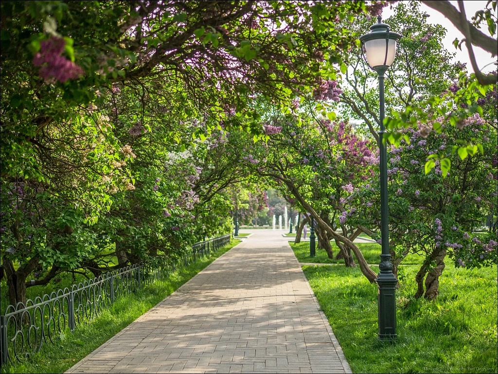 Сиреневый сад. Изображение 4