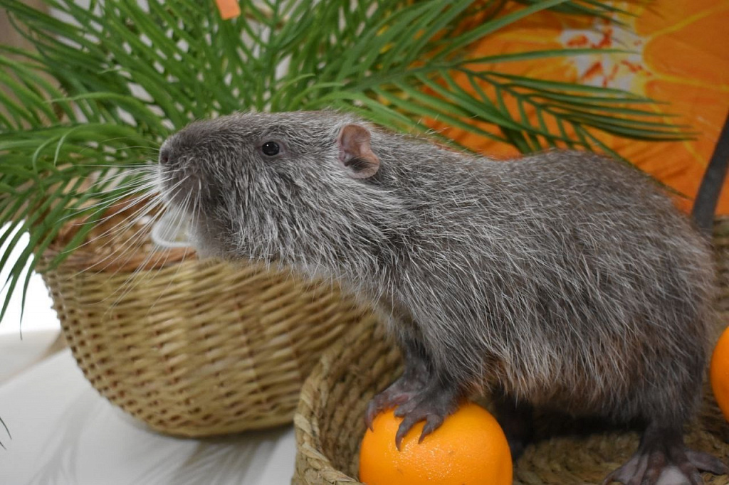 Бар Капибар. Изображение 3