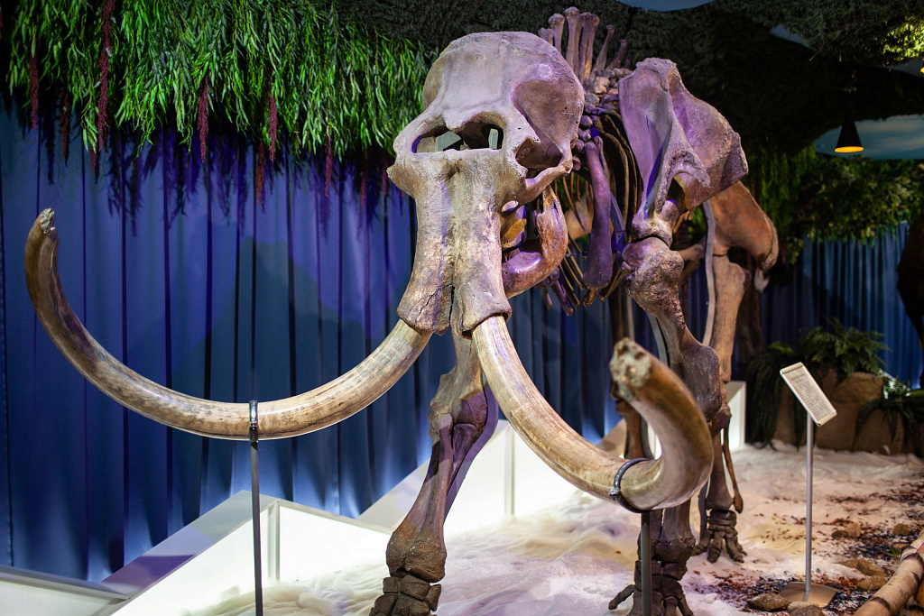 Выставка "Мамонт и его окружение". Изображение 1