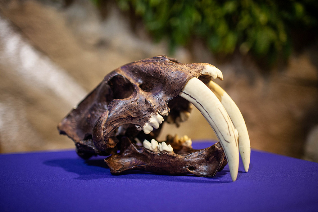 Выставка "Мамонт и его окружение". Изображение 4