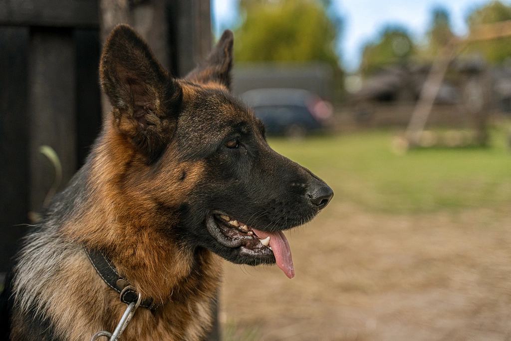 Пальма 2. Изображение 1