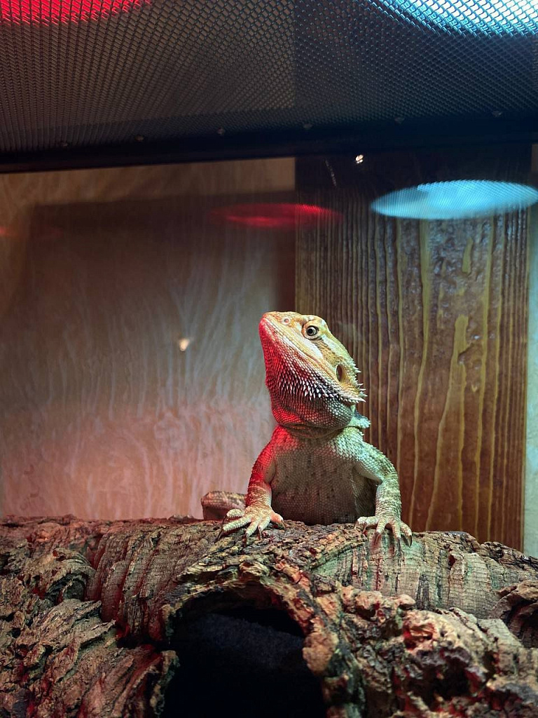 Антикафе с экзотариумом "Жучки-паучки". Изображение 6