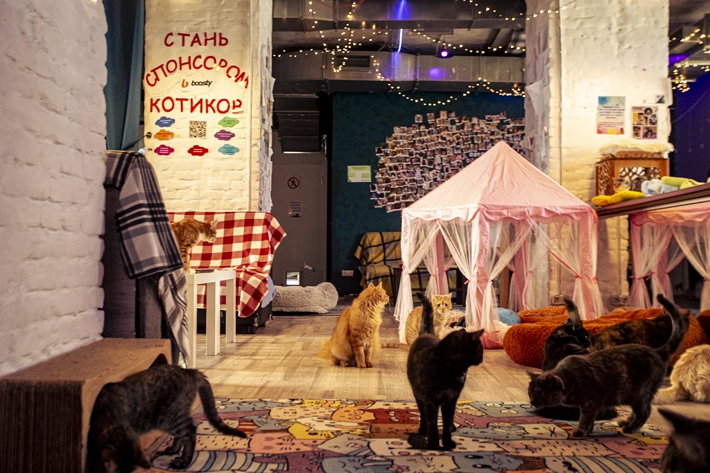 "Котофейня" на Курской. Изображение 8