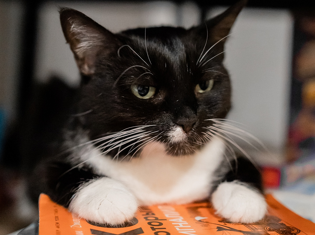 Котокафе "Котики и люди". Изображение 9