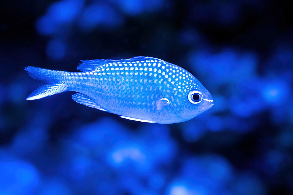 Крокус Сити Океанариум. Изображение 6