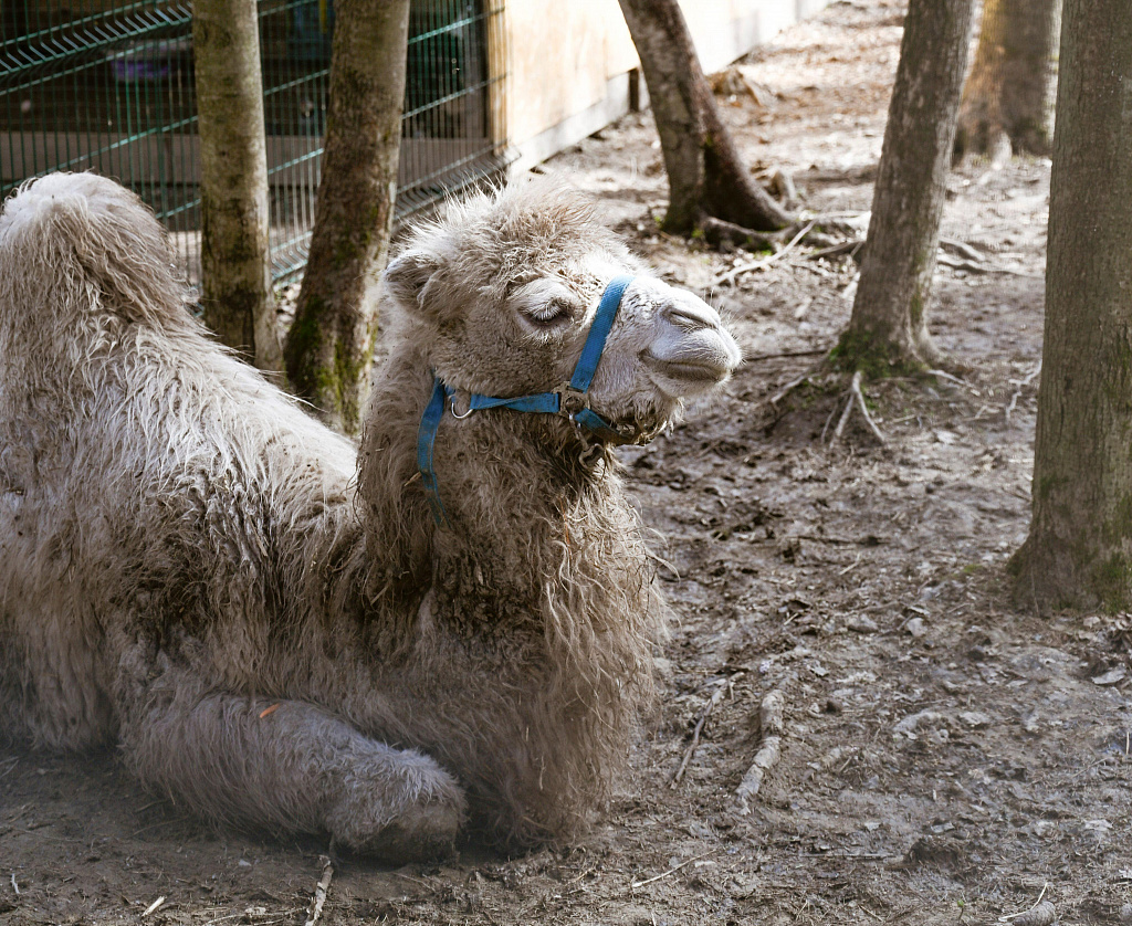 Зоопарк во Vnukovo Outlet Village. Изображение 1