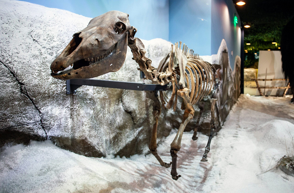 Выставка "Мамонт и его окружение". Изображение 3