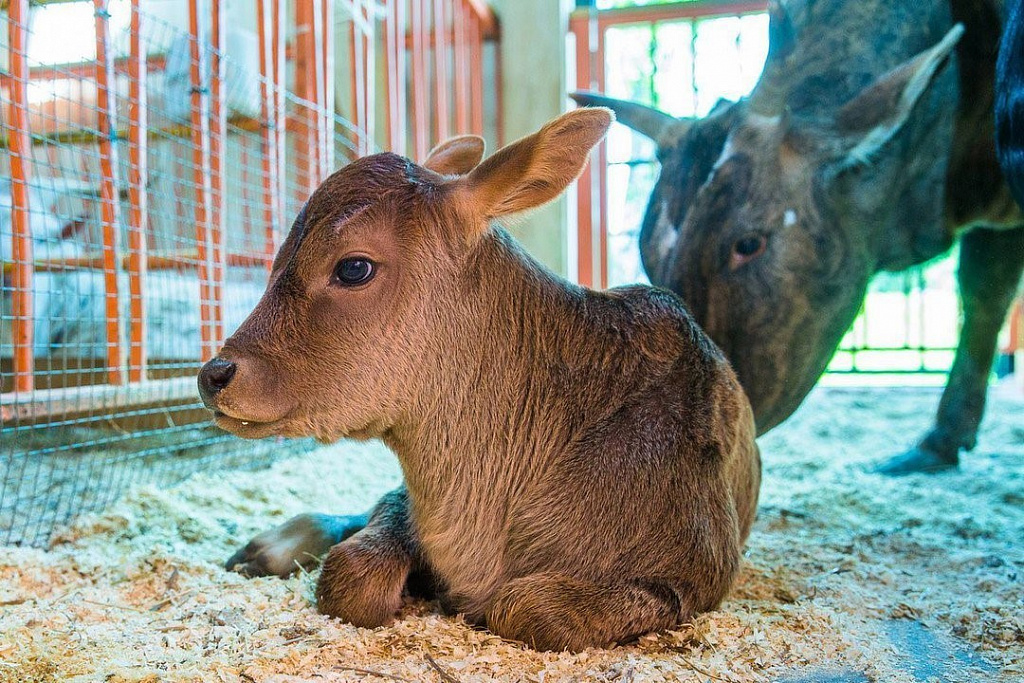 Городская ферма на ВДНХ. Изображение 8