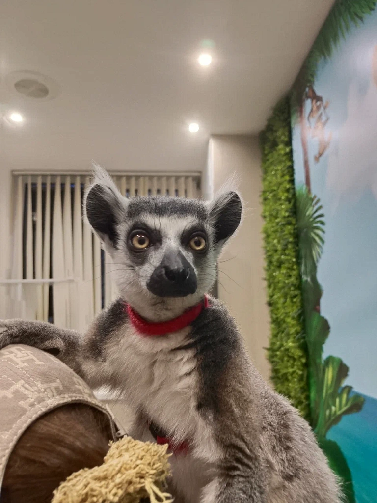 Лемур-кафе Вася. Изображение 2