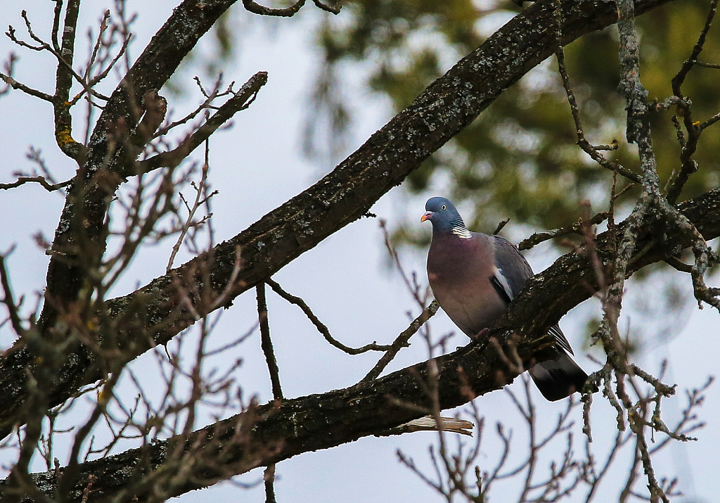 Занятия от экопроекта "Гнездо вяхиря". Изображение 1