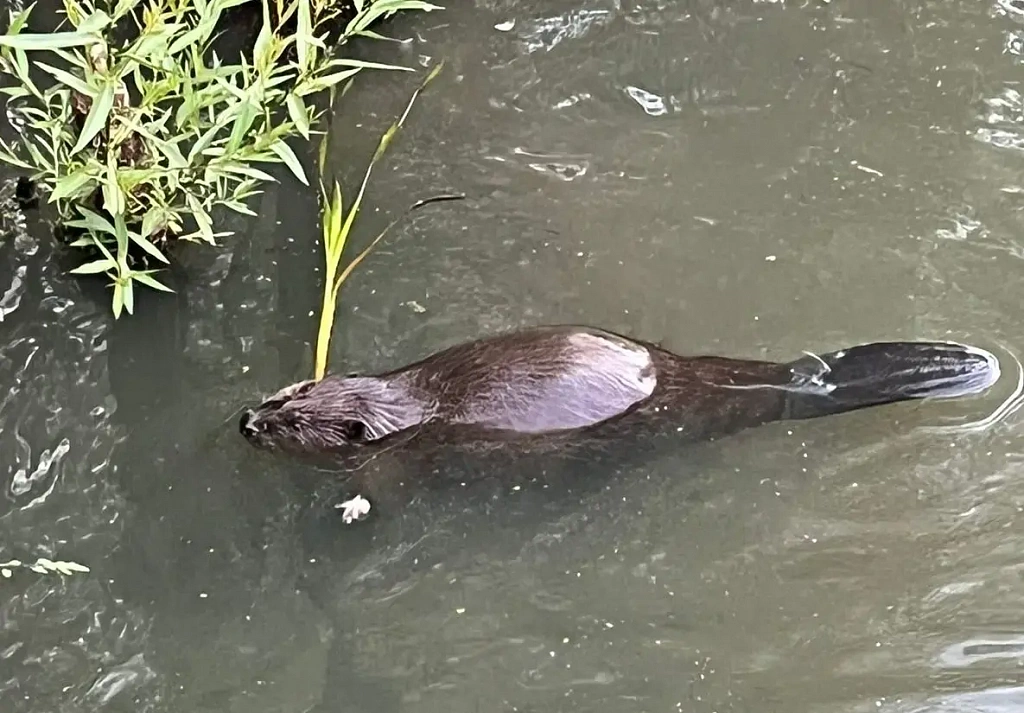 Прогулка "Навстречу бобрам". Изображение 2
