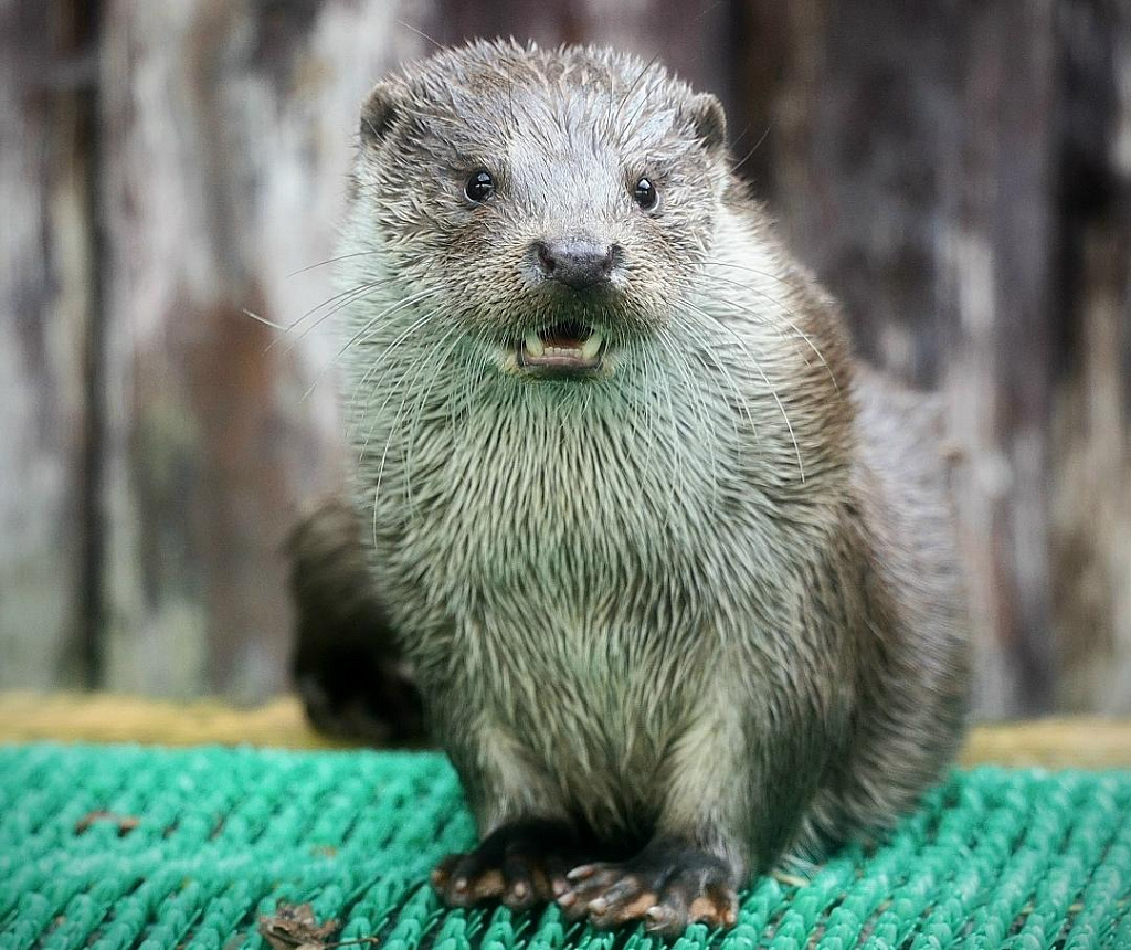 Московский Зоопарк. Изображение 9