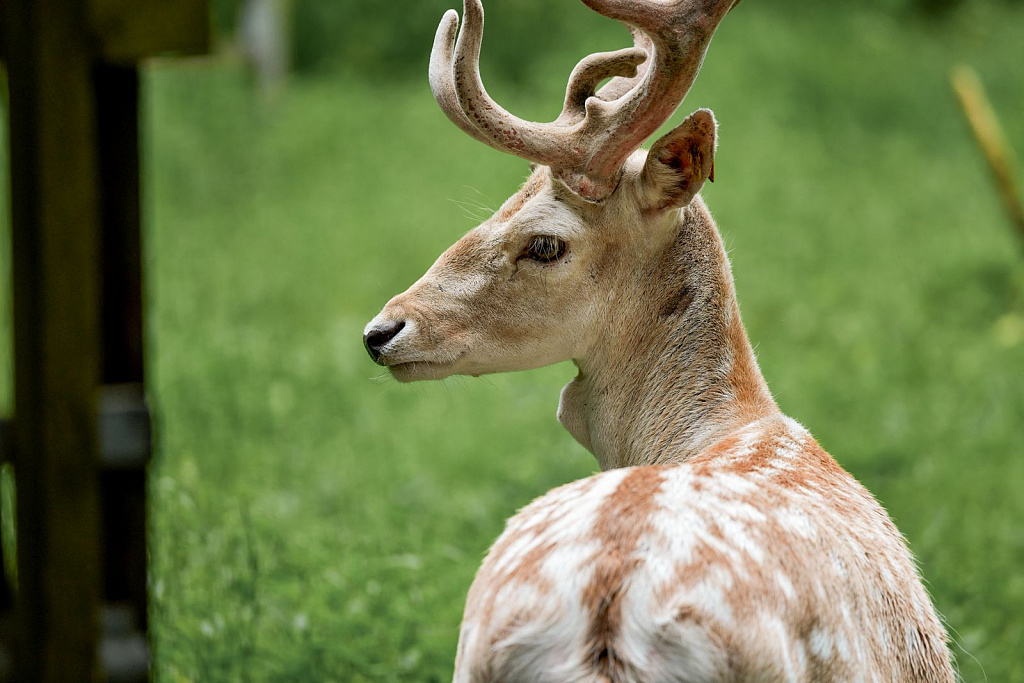 Экоцентр «Дом Лани». Изображение 10