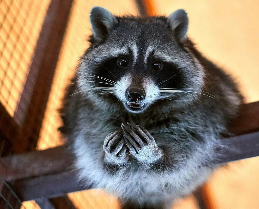 Контактная Деревня. Изображение 3