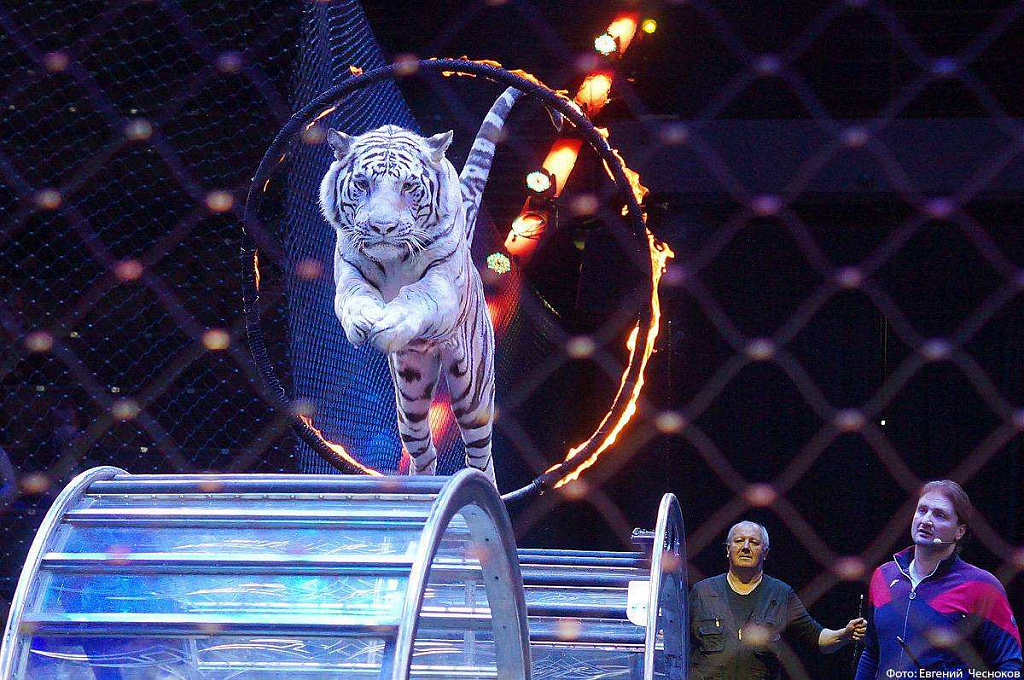 Большой Московский Государственный Цирк. Изображение 3