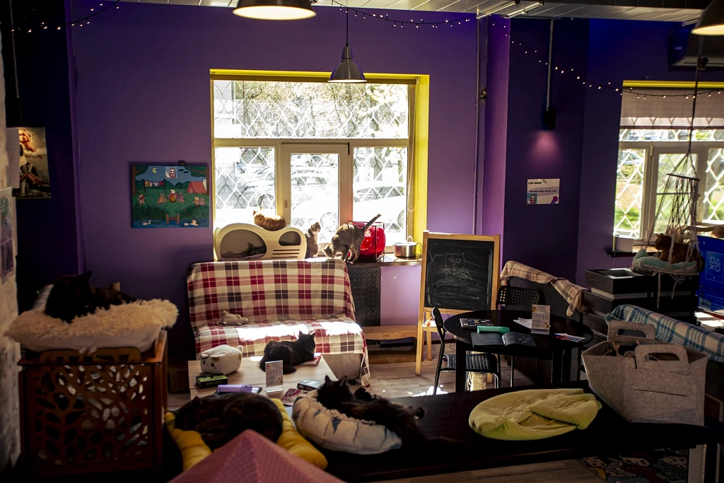 "Котофейня" на Курской. Изображение 4